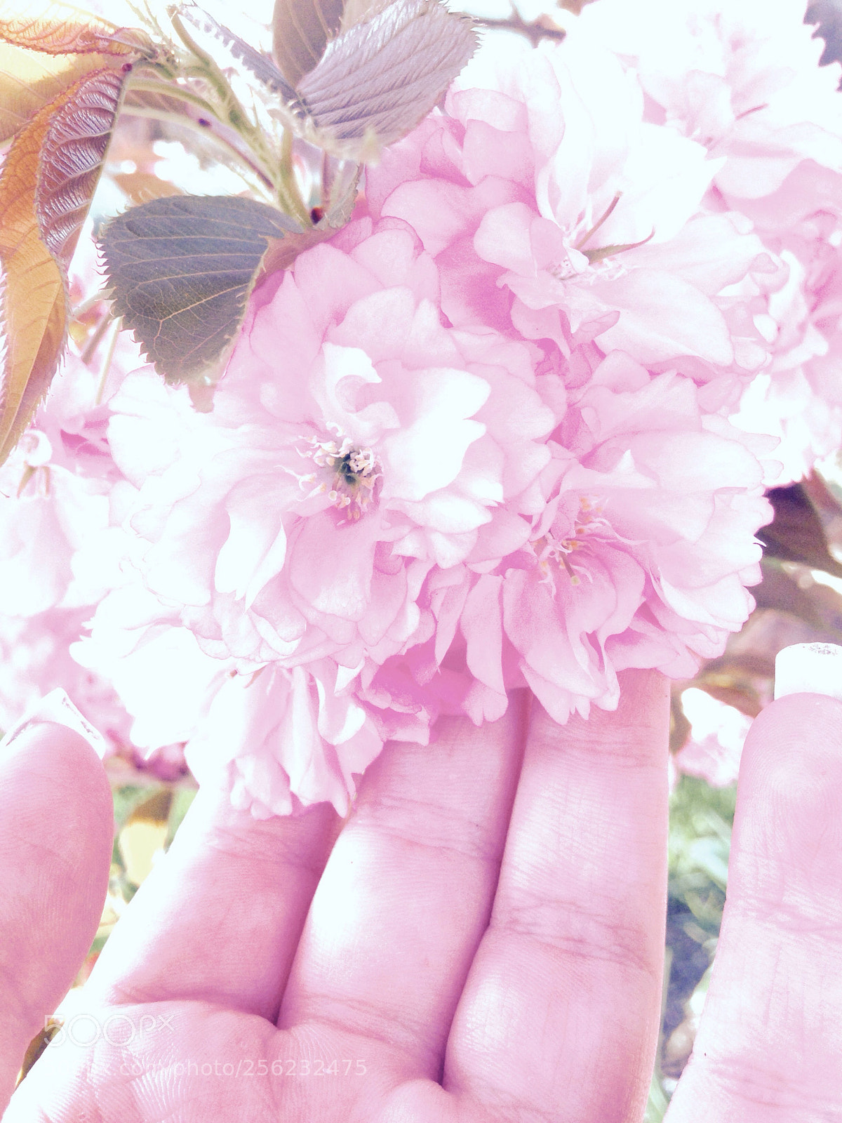 Apple iPhone 5c sample photo. Untitled photography