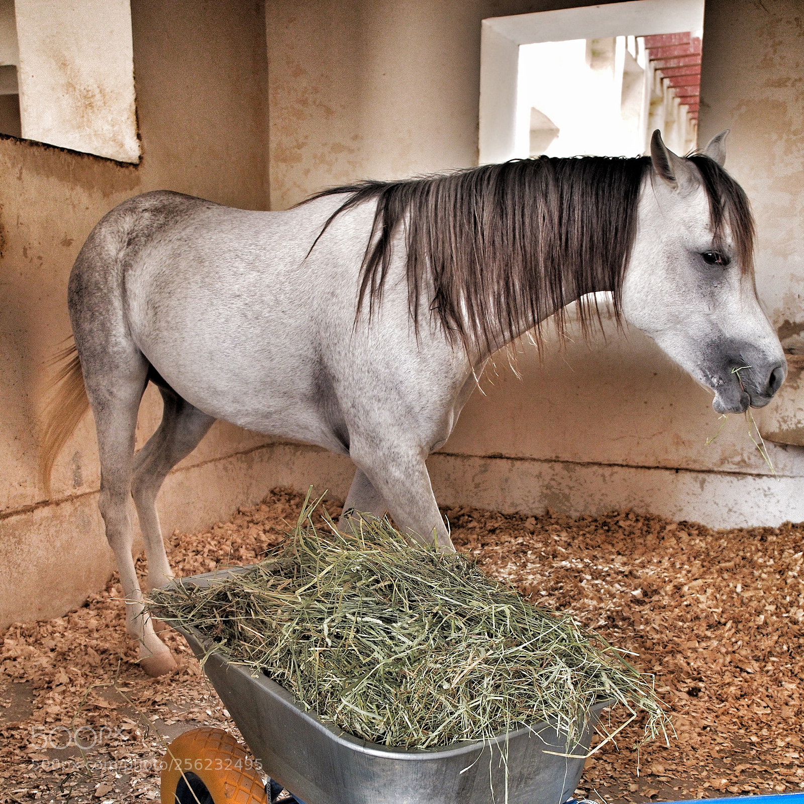 Olympus OM-D E-M5 sample photo. A horse is a photography