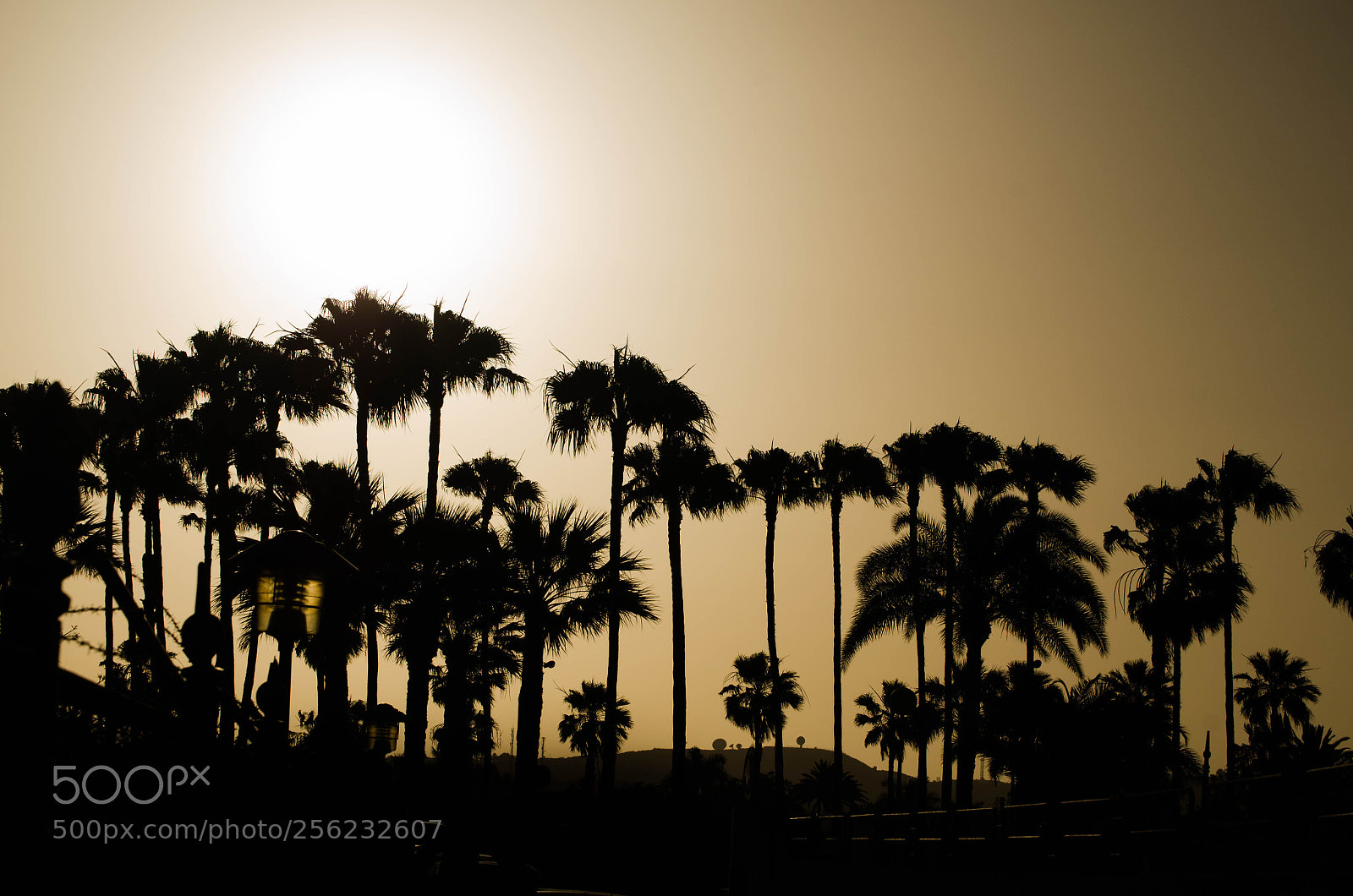Nikon D5100 sample photo. Palm trees. photography