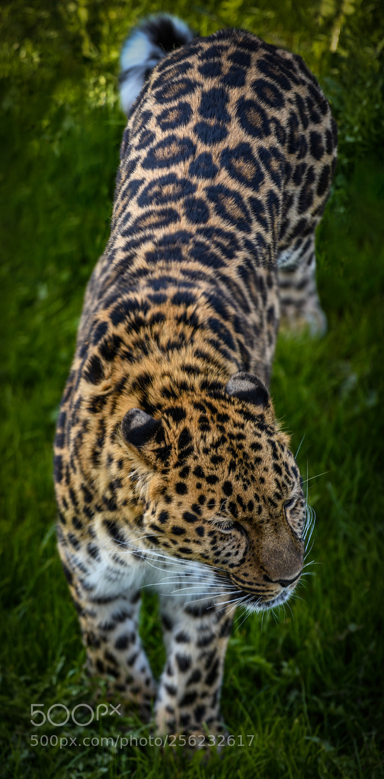 Nikon D850 sample photo. Vertical panorama of a photography