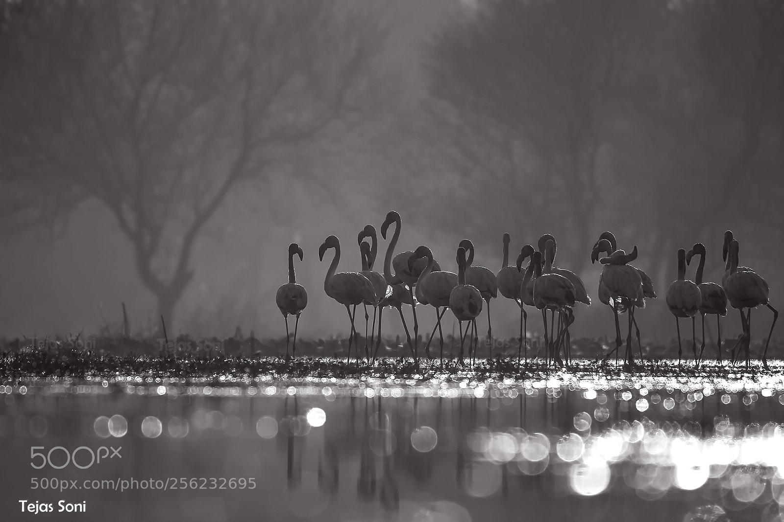 Canon EOS 550D (EOS Rebel T2i / EOS Kiss X4) sample photo. Greater flamingo photography