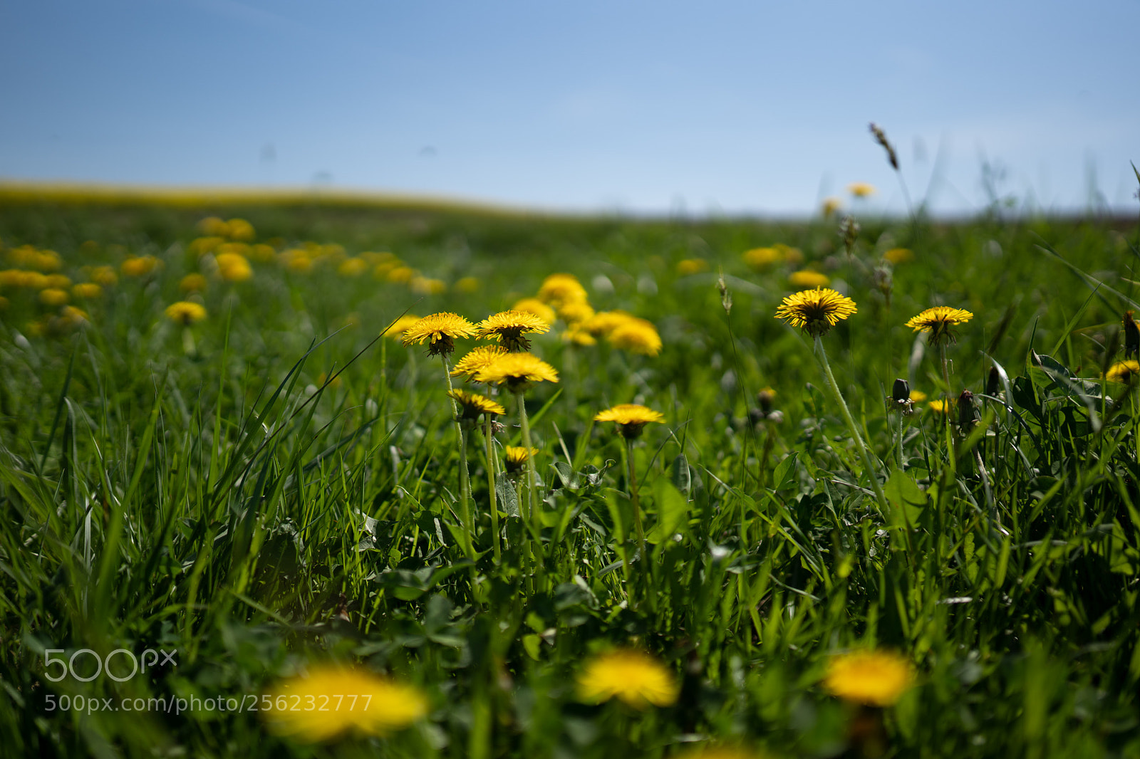 Sony a7 III sample photo. Summerland photography