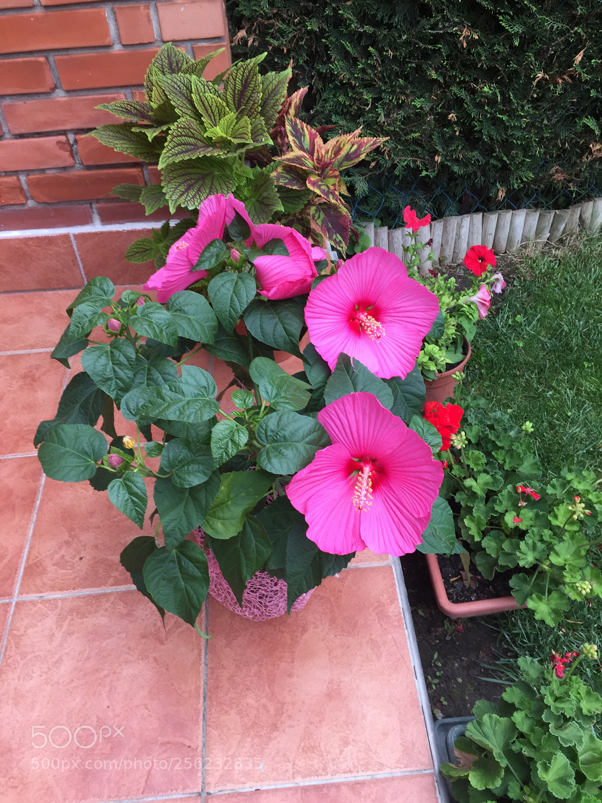 Apple iPhone 6 sample photo. Img photography