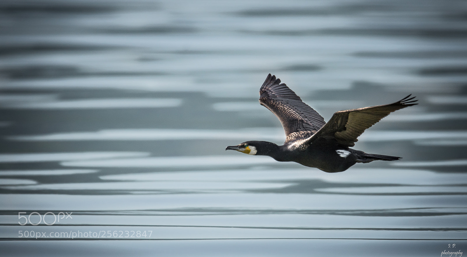 Nikon D7200 sample photo. Great cormorant photography