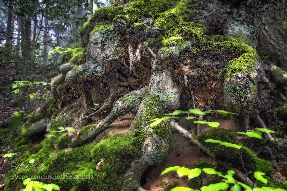 Canon EOS M3 sample photo. Waldgeist photography