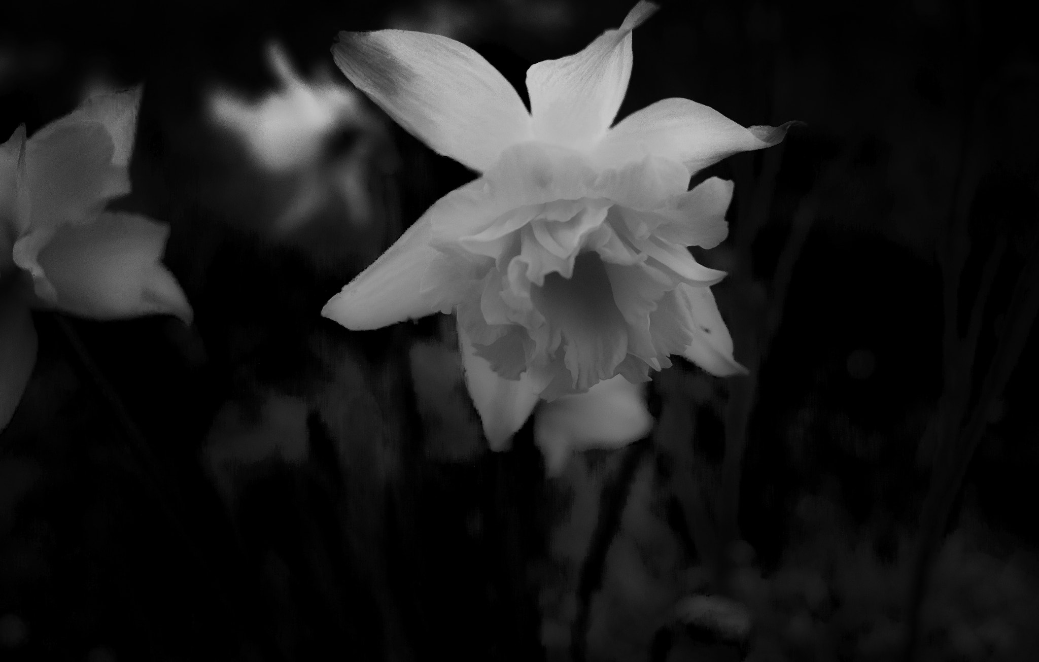 Sony Alpha DSLR-A450 sample photo. Bw flower photography