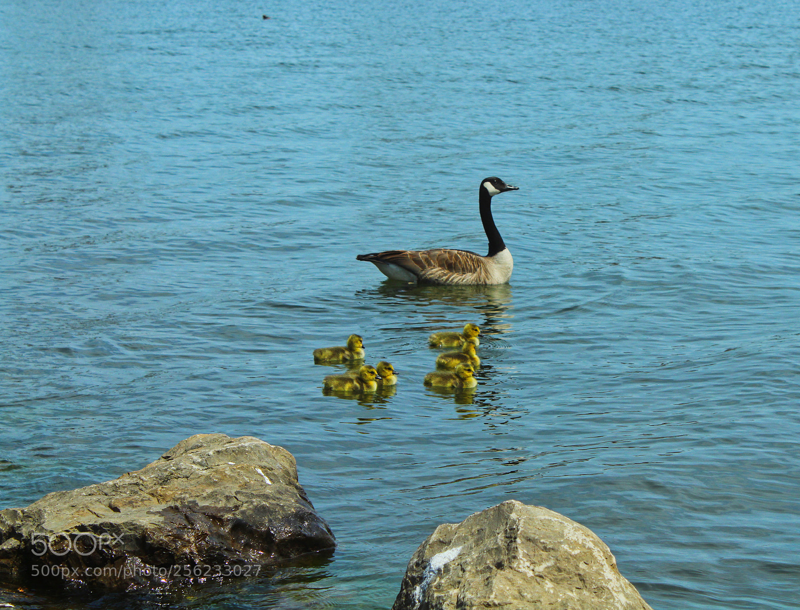 Canon EOS 1300D (EOS Rebel T6 / EOS Kiss X80) sample photo. Babychicks photography