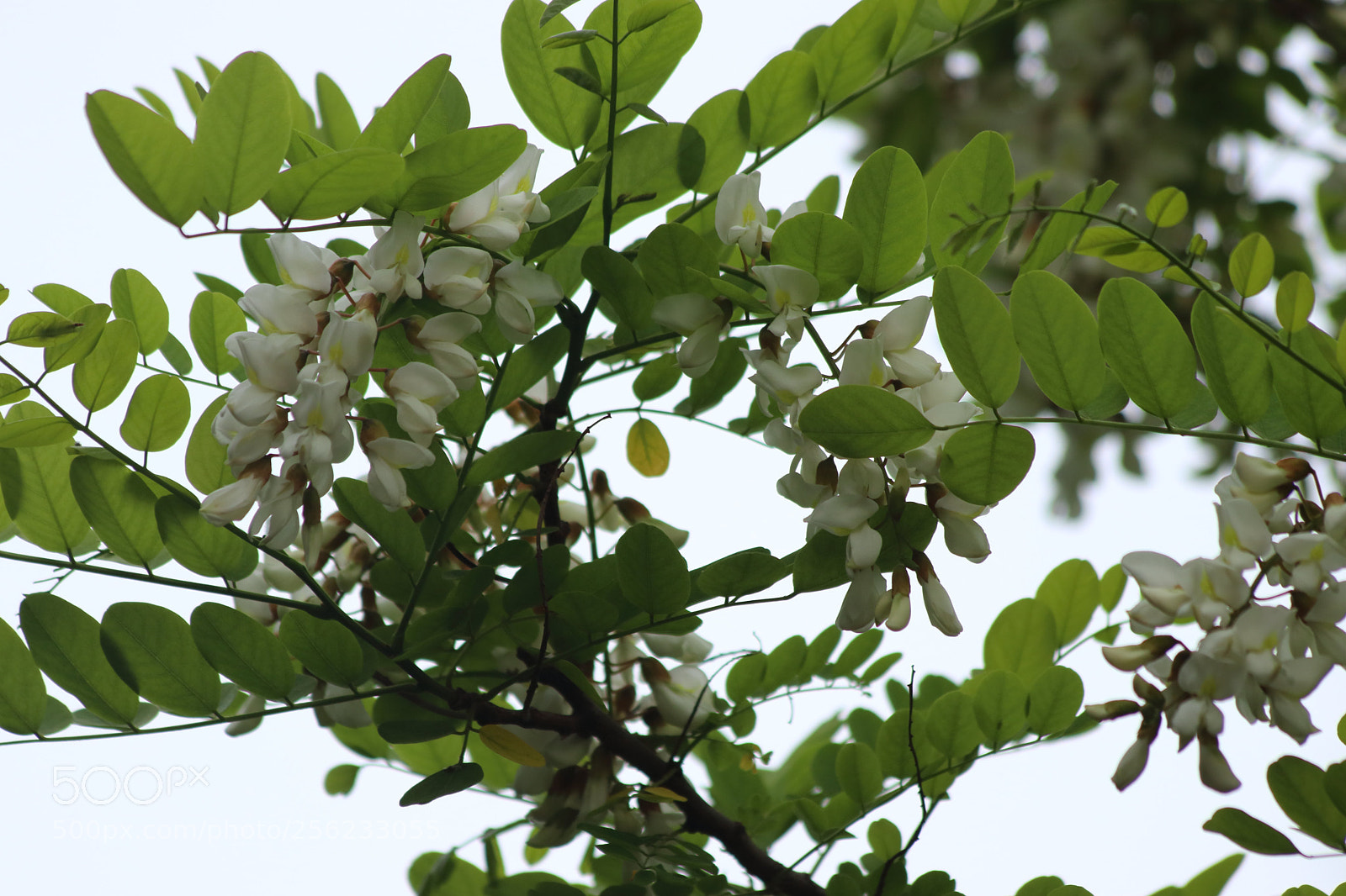Canon EOS 80D sample photo. Magic season 2018 photography