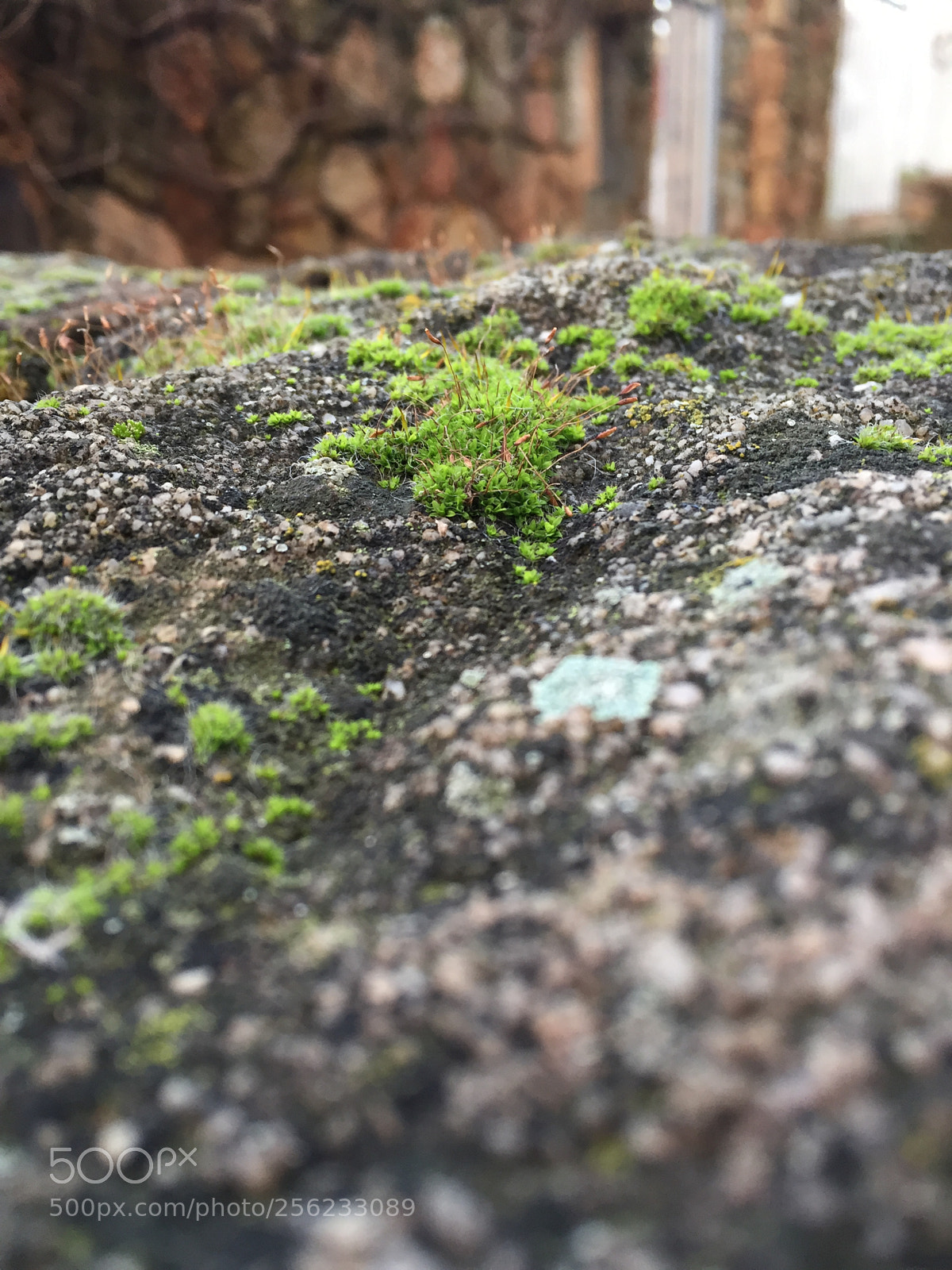 Apple iPhone 6 sample photo. Img photography