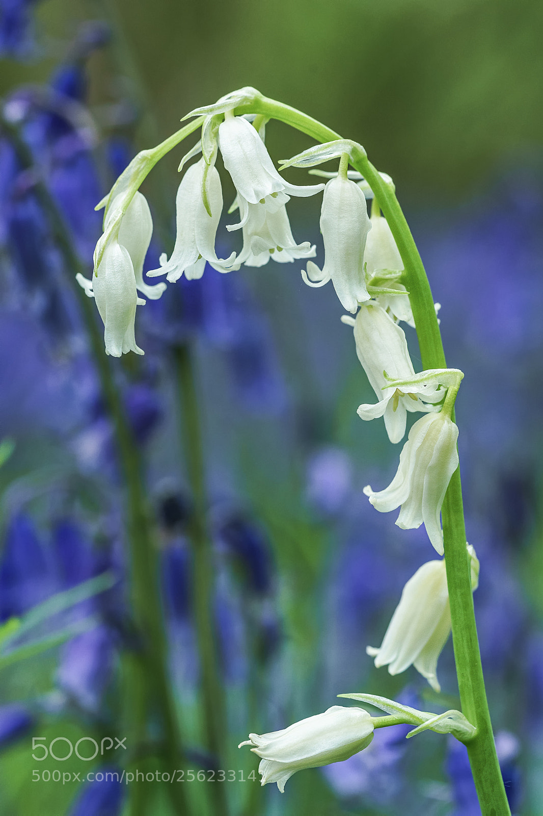 Sony a7 II sample photo. Albino bluebell photography