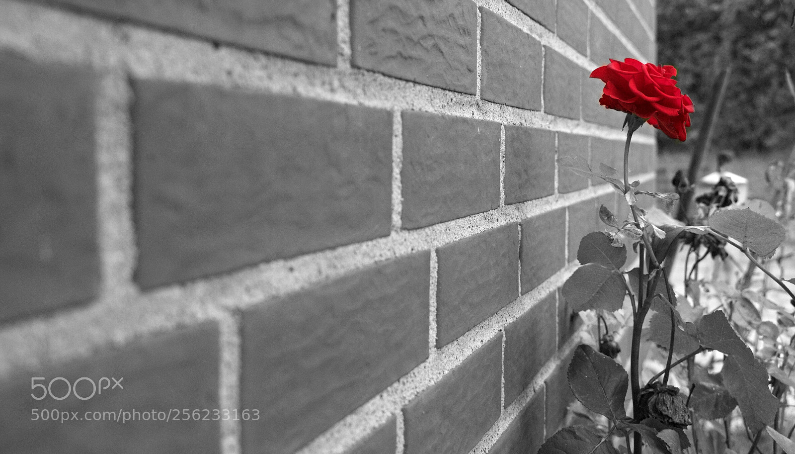 Nikon D3300 sample photo. Red rose photography