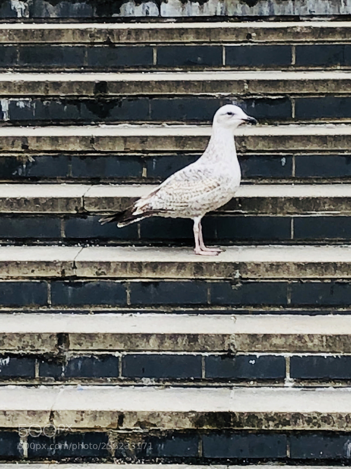 Apple iPhone X sample photo. Untitled photography