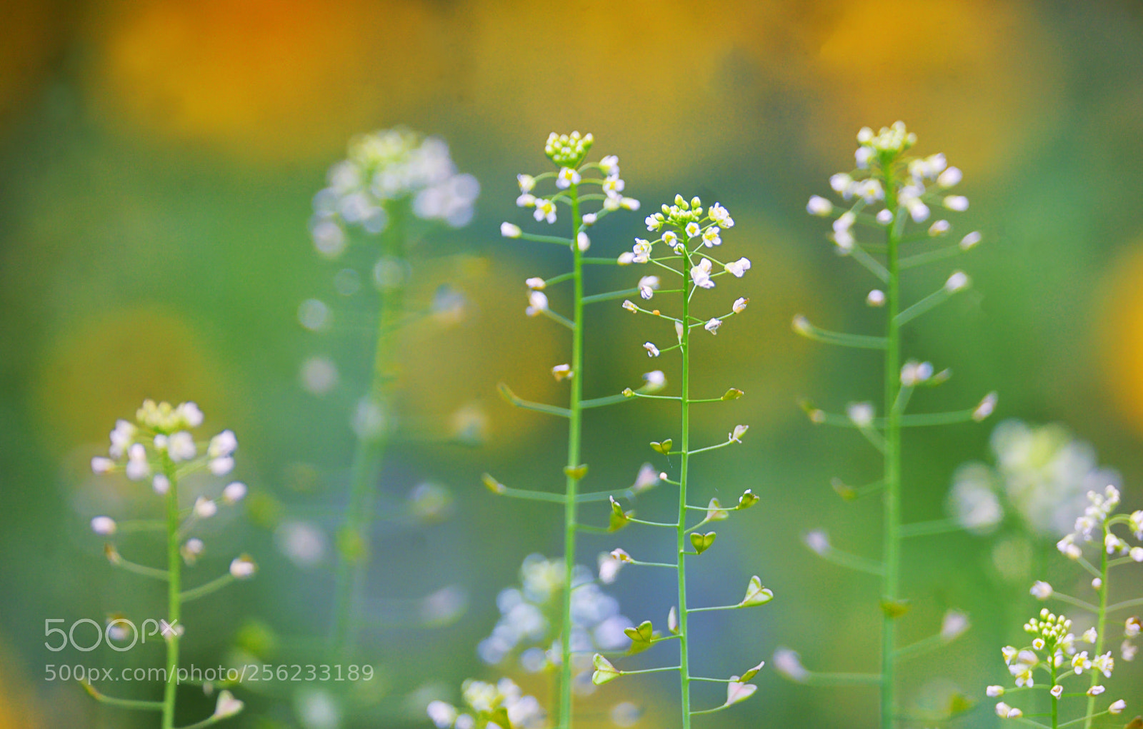 Nikon D610 sample photo. Shepherd's purse capsella bursa-pastoris photography