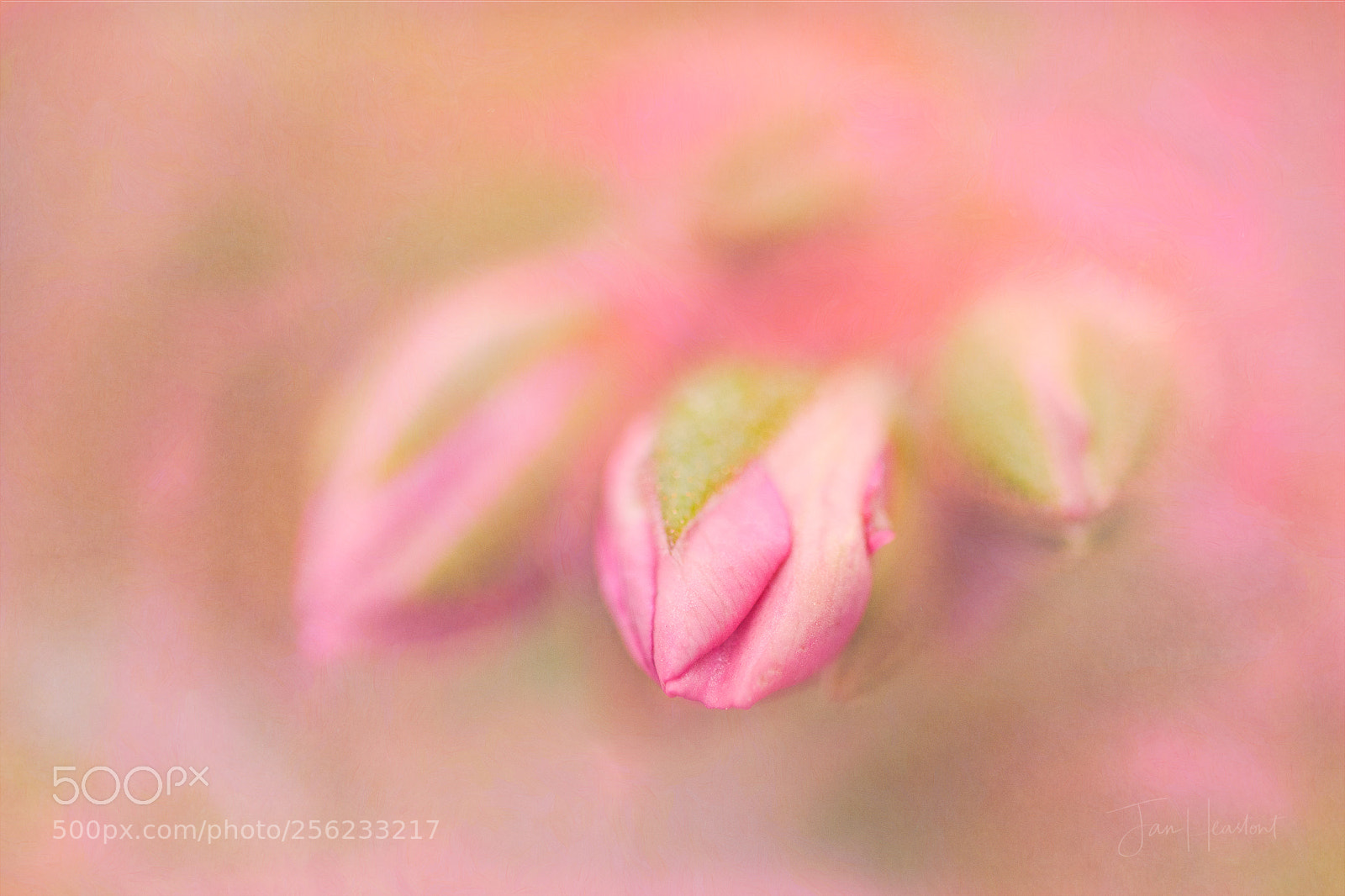 Nikon D7100 sample photo. Pink candy photography