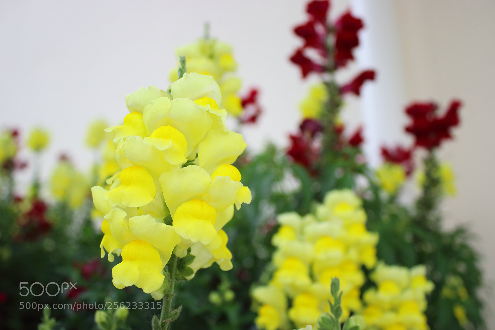 Canon EOS 80D sample photo. Magic season 2018 photography
