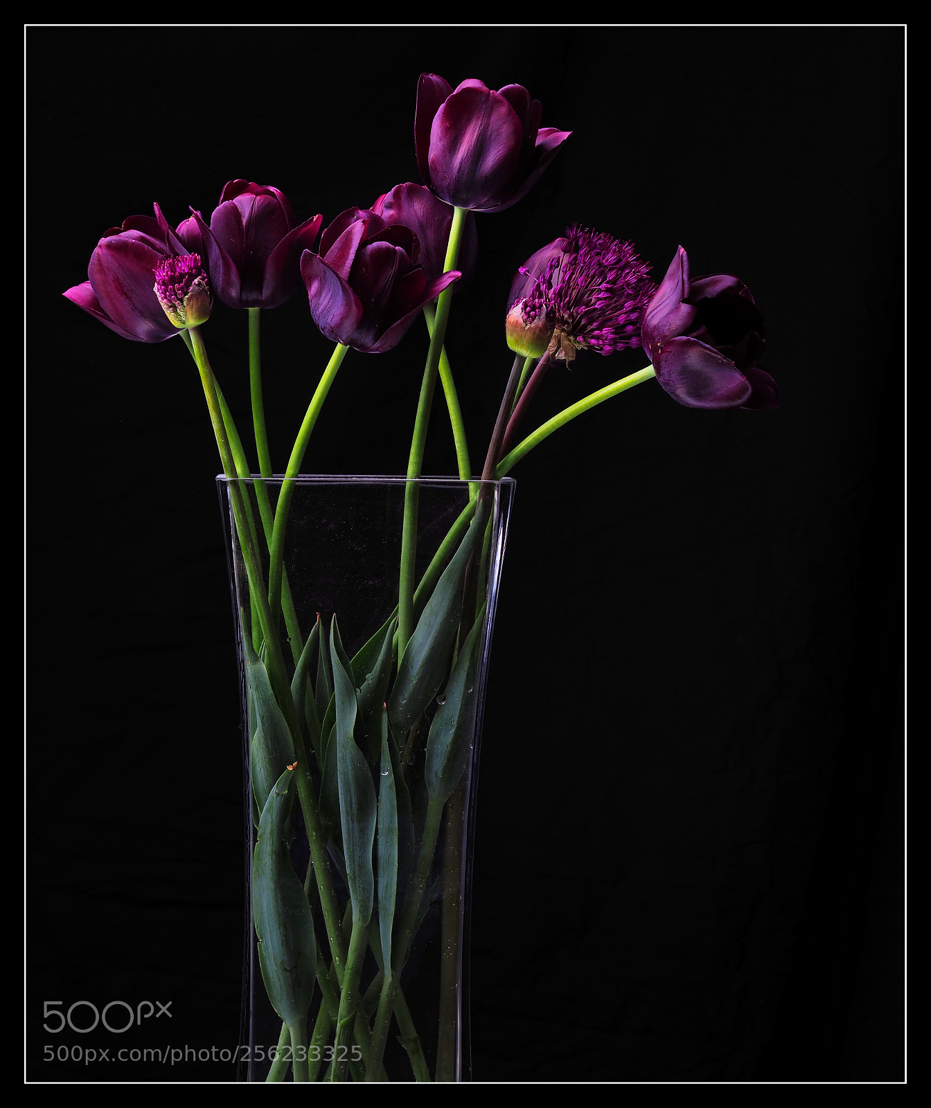Olympus OM-D E-M1 Mark II sample photo. Frische tulpen photography