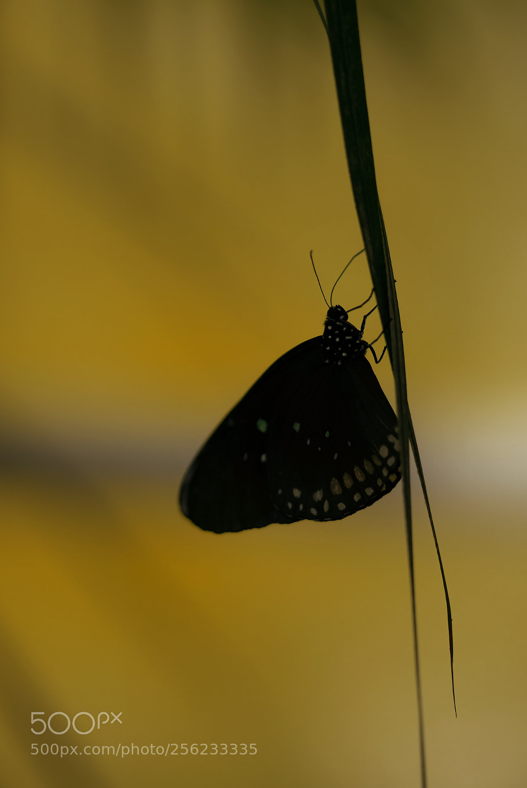 Sony a7 sample photo. Butterfly silhouette photography