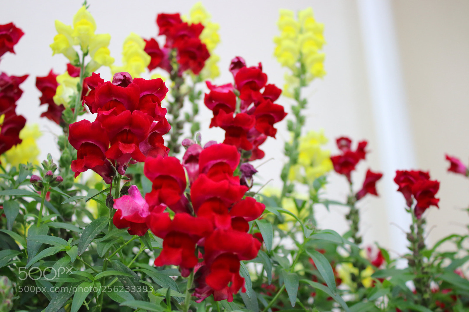 Canon EOS 80D sample photo. Magic season 2018 photography