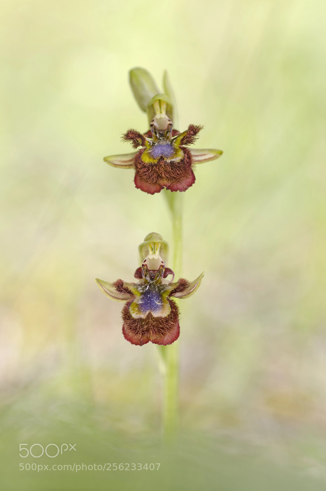 Nikon D7000 sample photo. Orqu dea espejo de photography