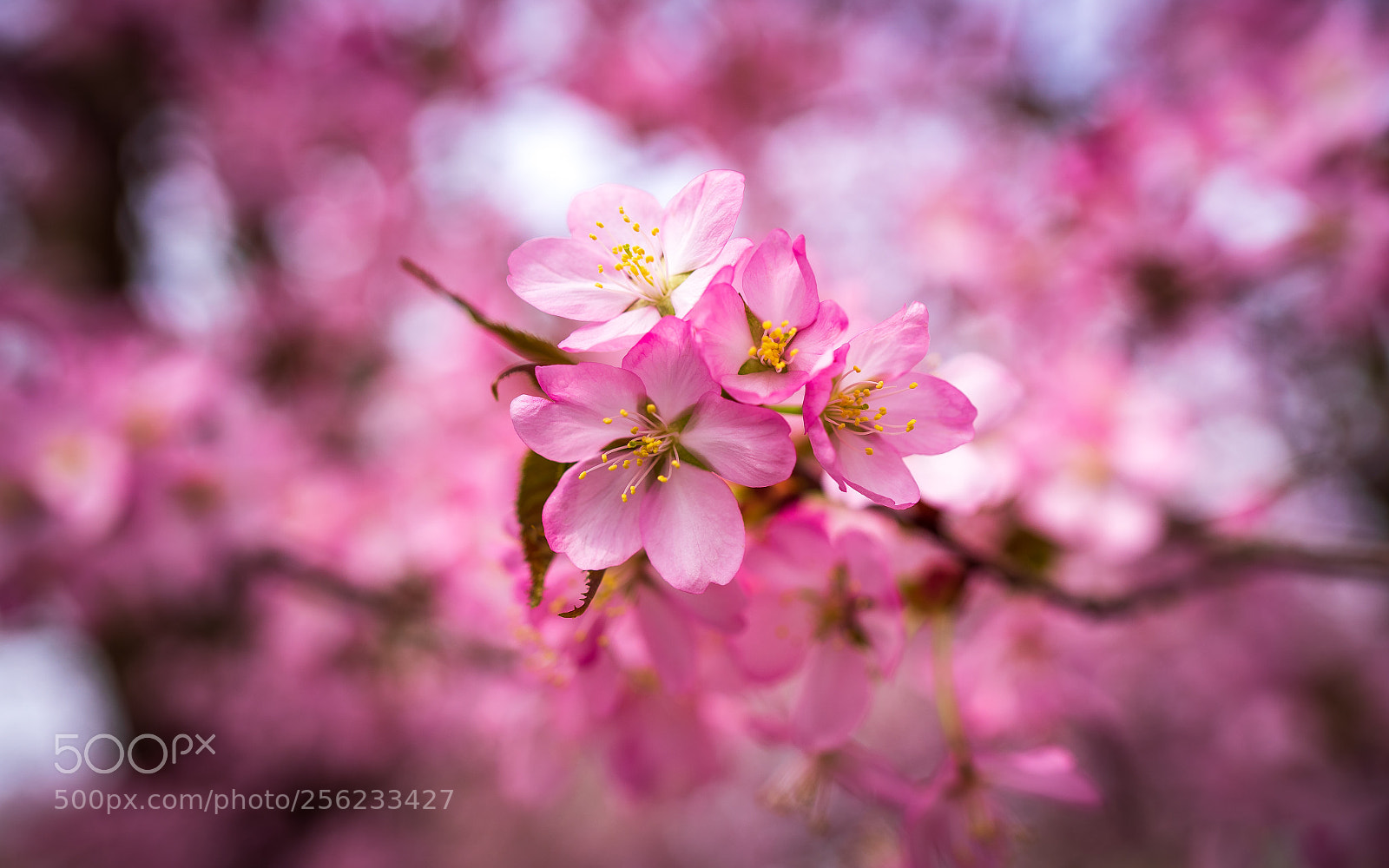 Sony a7 sample photo. Spring opening photography