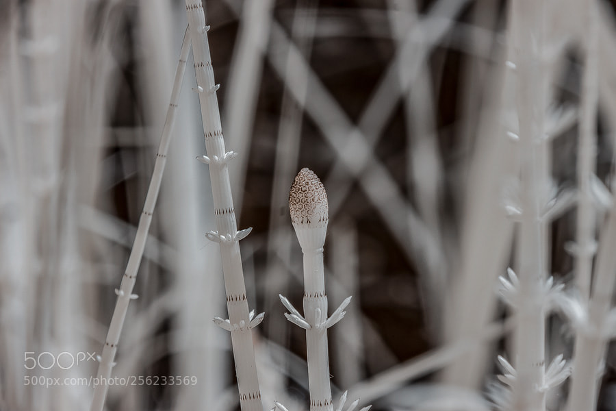 Canon EOS 50D sample photo. Sumpf-schachtelhalm (equisetum palustre)kopie photography