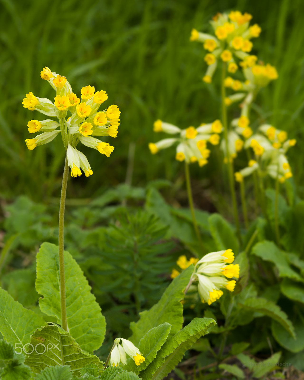 Panasonic Lumix DMC-GM1 sample photo. Primula veris photography
