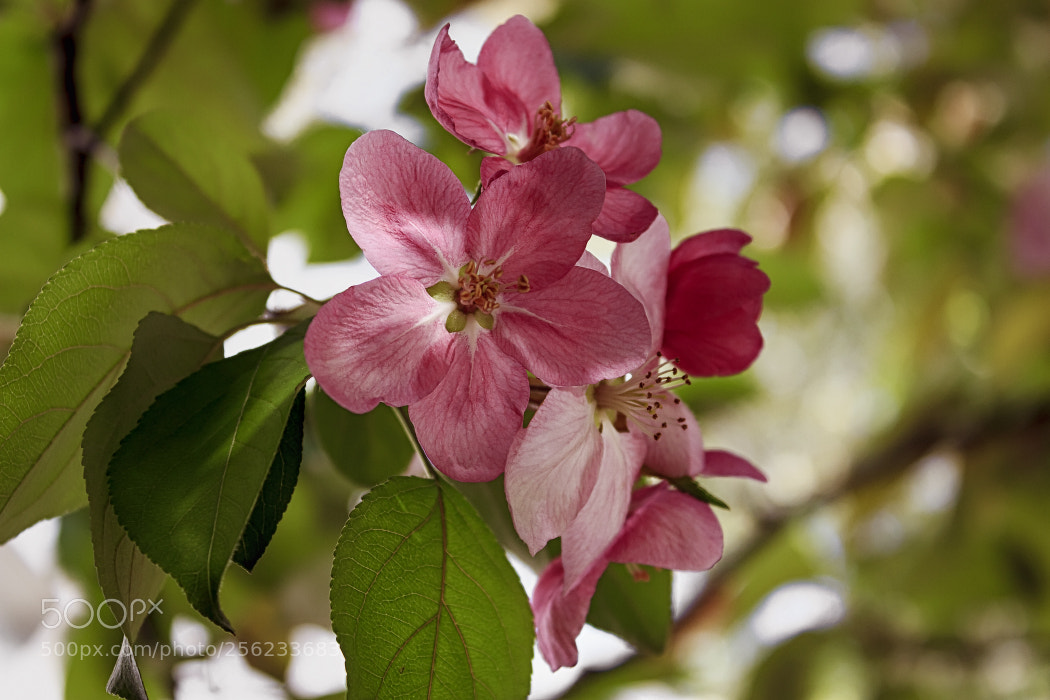 Canon EOS 600D (Rebel EOS T3i / EOS Kiss X5) sample photo. Pink color of apple-trees photography