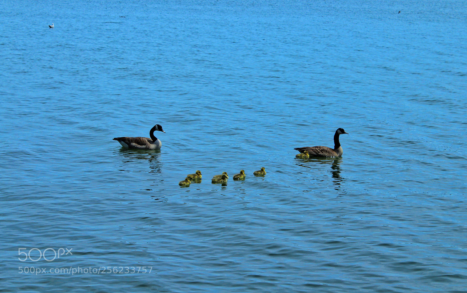 Canon EOS 1300D (EOS Rebel T6 / EOS Kiss X80) sample photo. Geesefamily photography