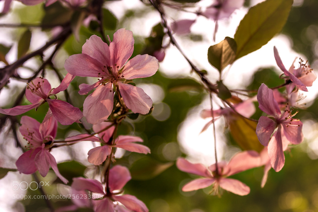 Canon EOS 600D (Rebel EOS T3i / EOS Kiss X5) sample photo. Pink color of apple-trees photography