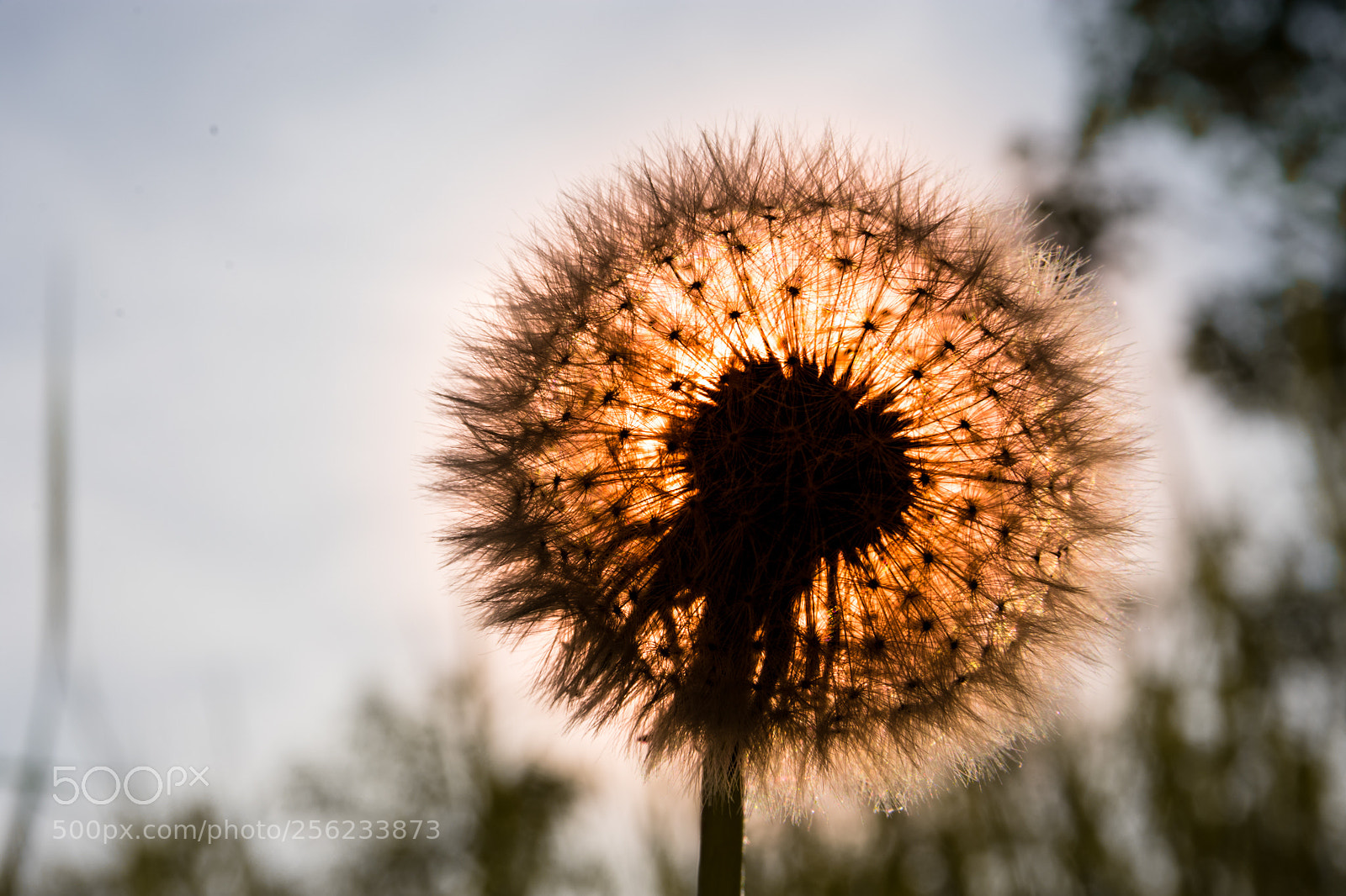 Nikon D3400 sample photo. Dandelion x photography