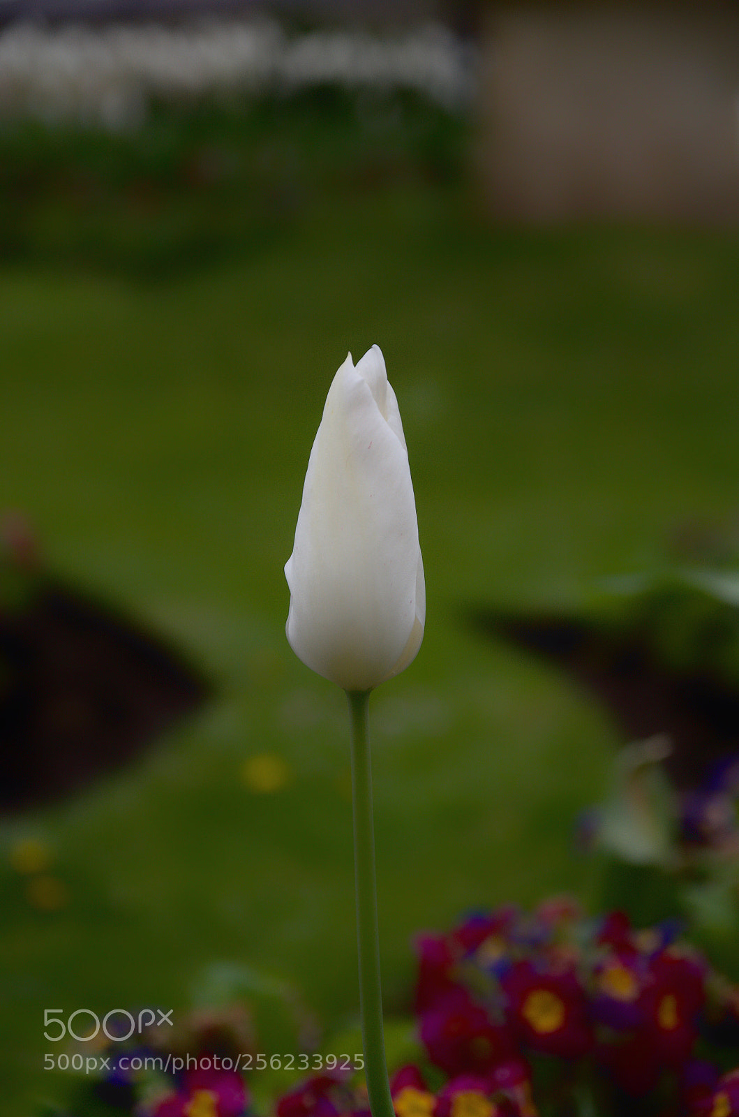 Nikon D5100 sample photo. Tulip in the uk photography