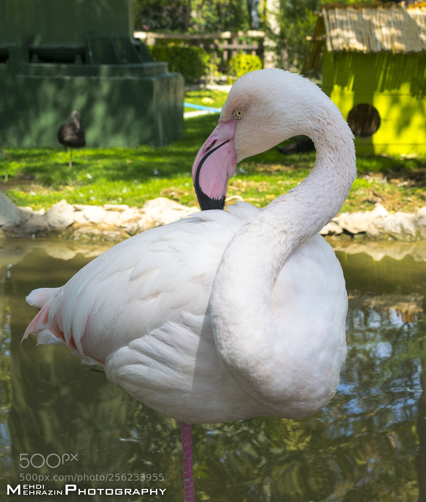 Nikon D5300 sample photo. Flamingo photography