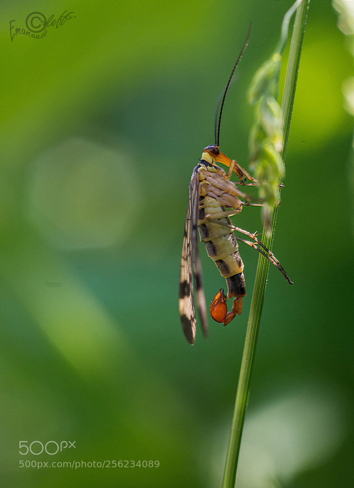Nikon D800 sample photo. Mosca scorpione photography