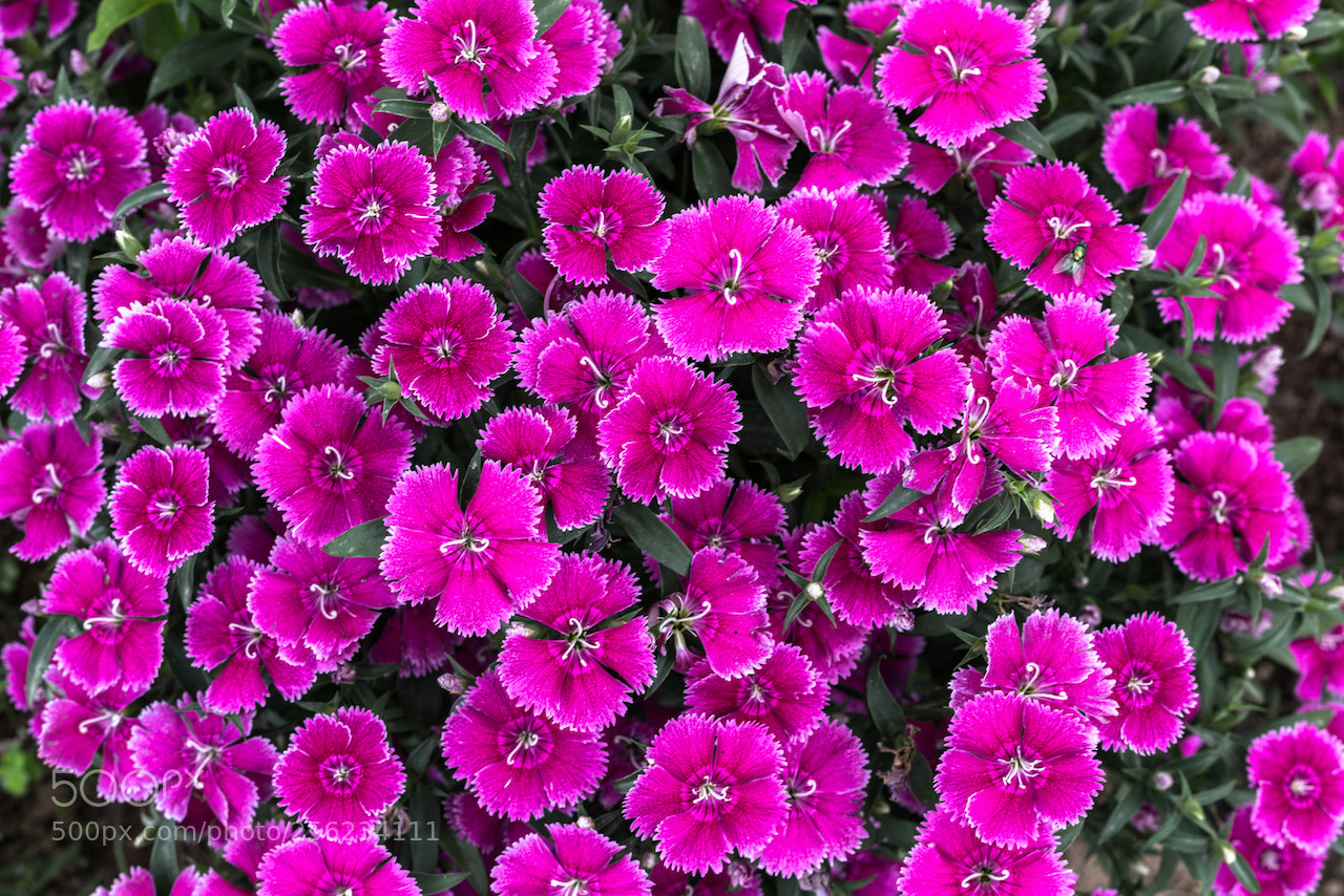 Nikon D810 sample photo. Dianthus r photography