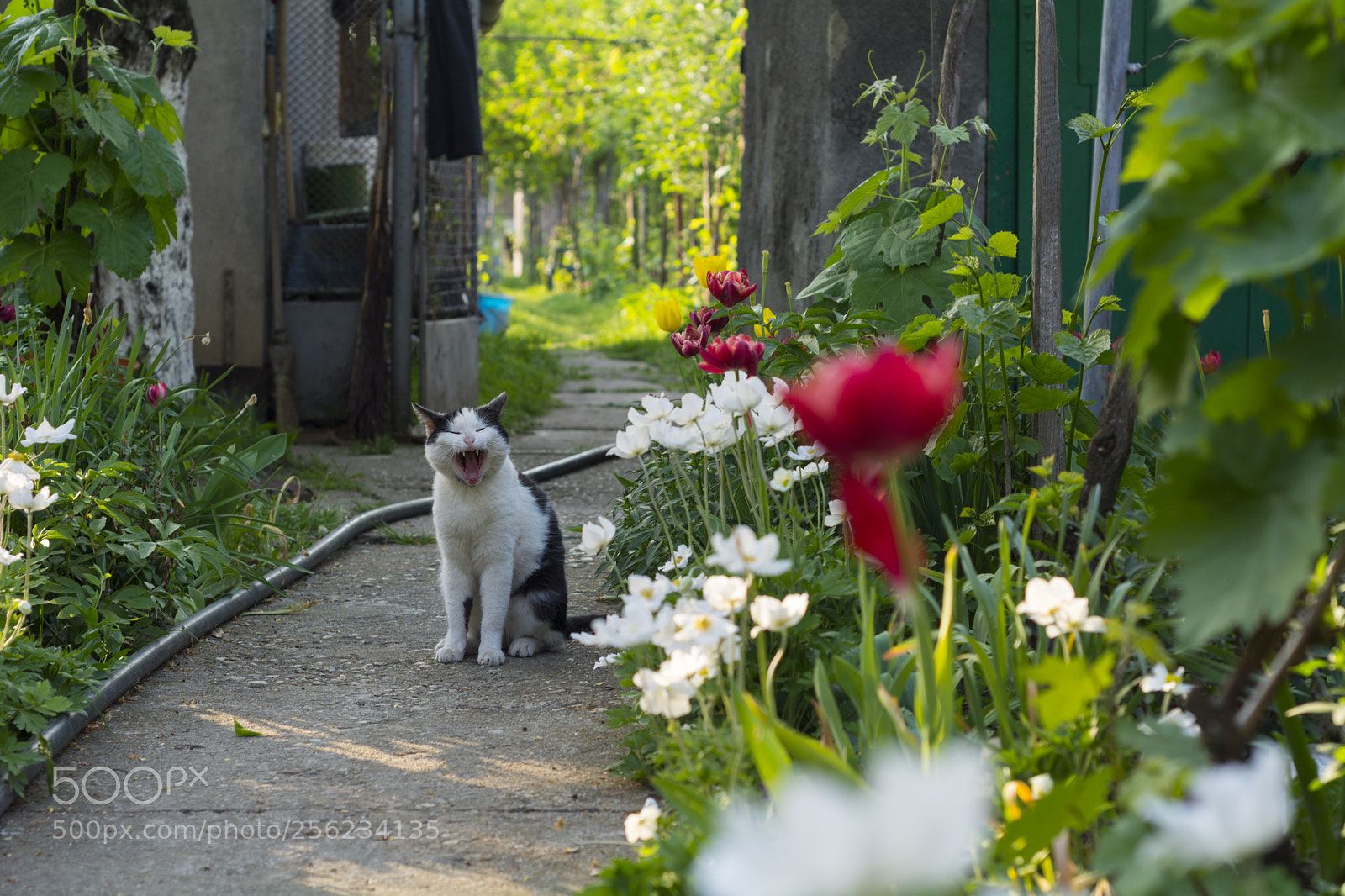 Nikon D7100 sample photo. Cat sleeping in the photography