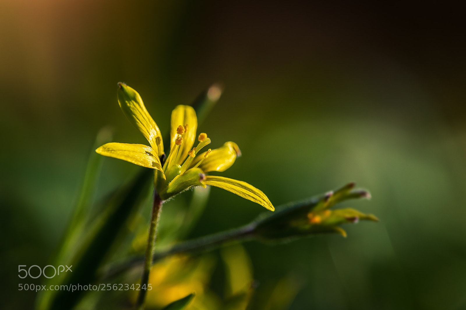 Canon EOS 5D Mark IV sample photo. Gagea villosa photography