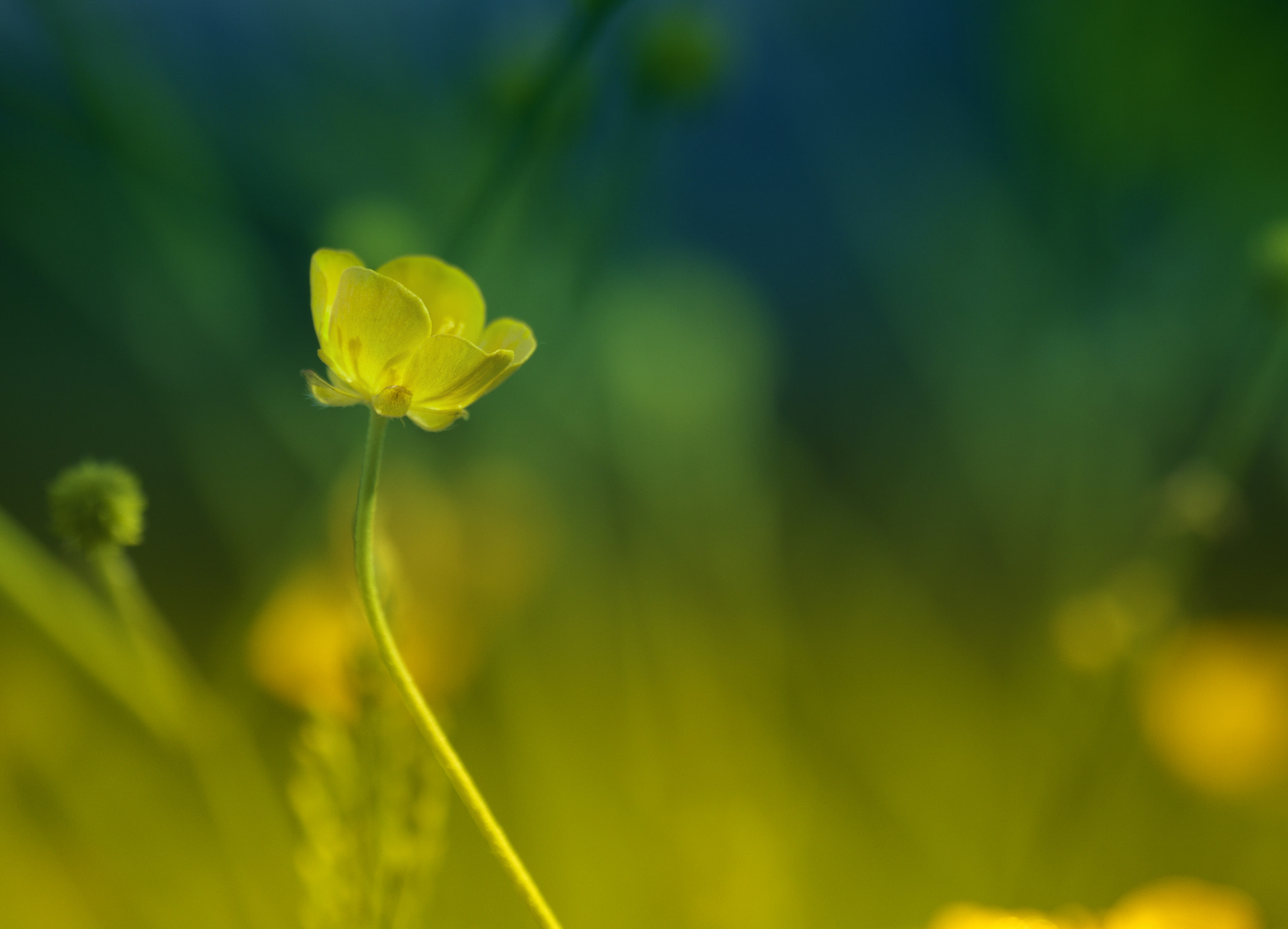 Hasselblad H5D-40 sample photo. Yellow flower photography