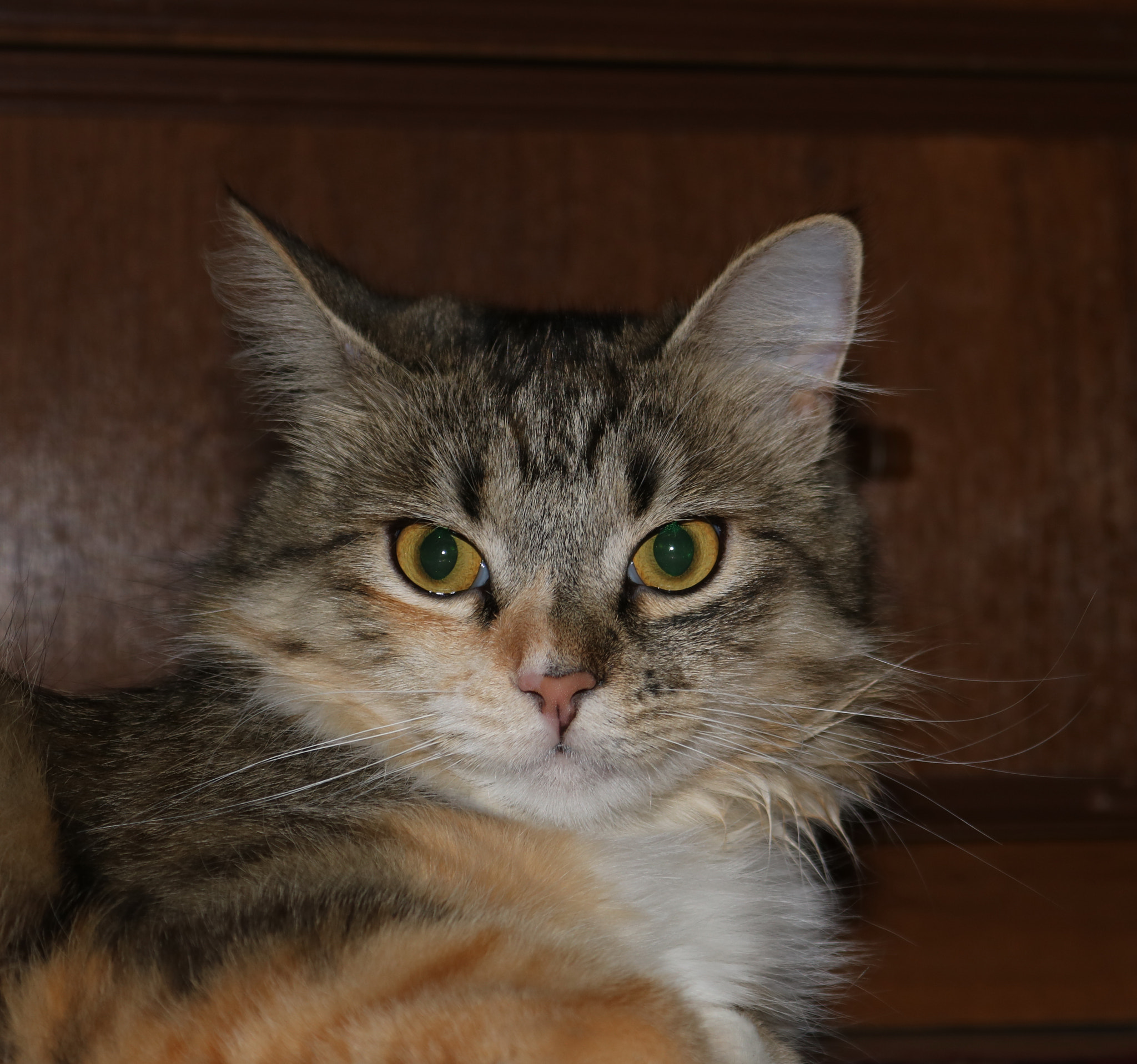 Canon EOS 760D (EOS Rebel T6s / EOS 8000D) sample photo. Hypnotic look photography