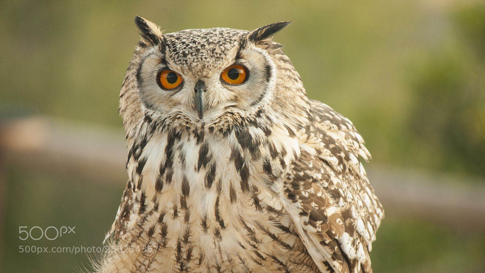 Canon EOS 40D sample photo. Ojos photography
