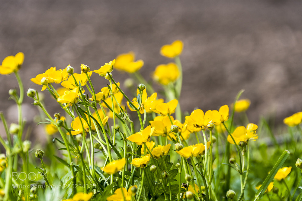 Nikon D500 sample photo. Spring photography