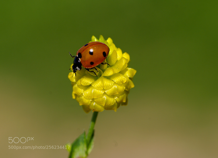 Pentax K20D sample photo. Ladubug photography