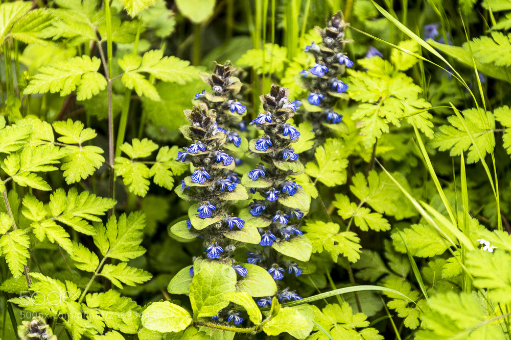 Nikon D500 sample photo. Spring photography