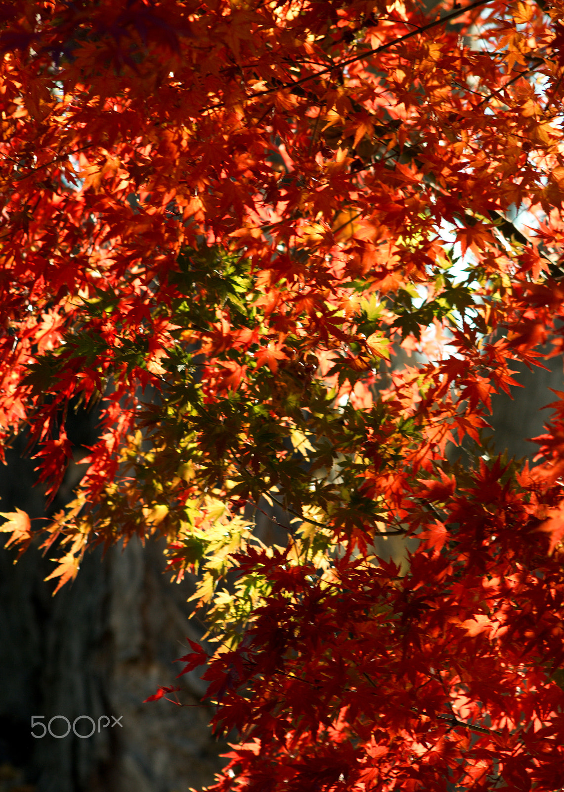 Nikon D3000 + Sigma 70-300mm F4-5.6 APO DG Macro sample photo. Japanese maple photography