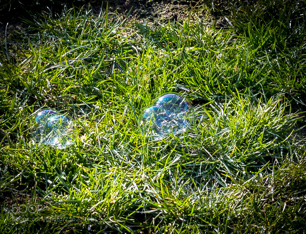 Nikon D5300 sample photo. Fragile photography