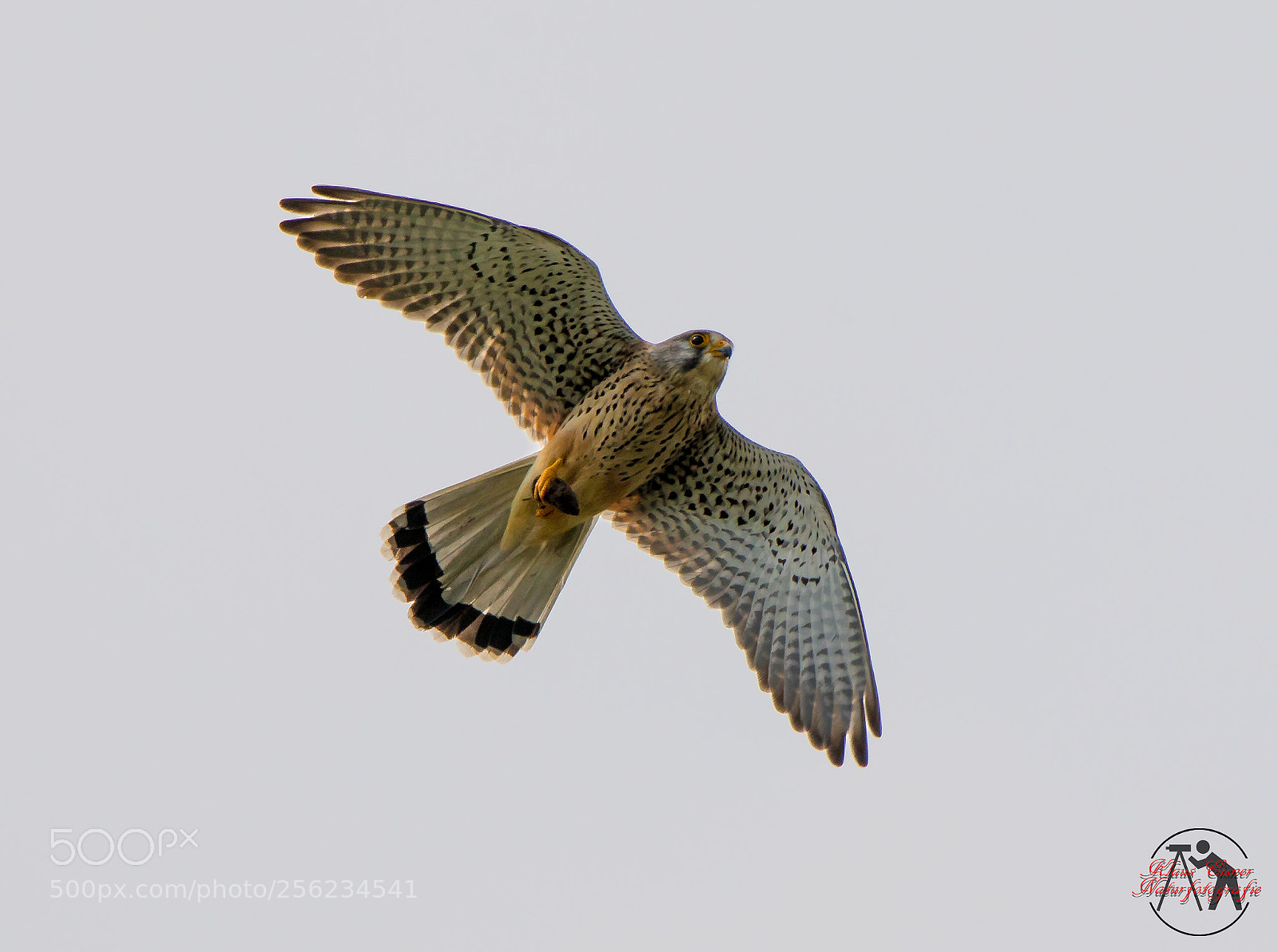 Canon EOS 5D Mark IV sample photo. Turmfalke common kestrel falco photography