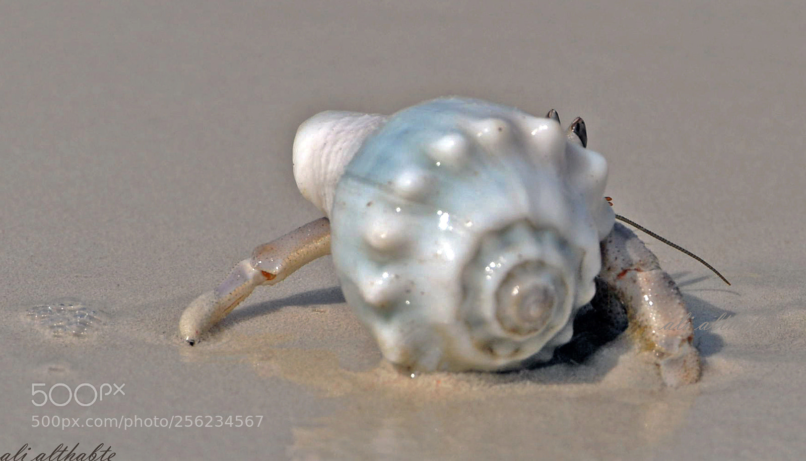 Nikon D610 sample photo. ‫‬shell photography