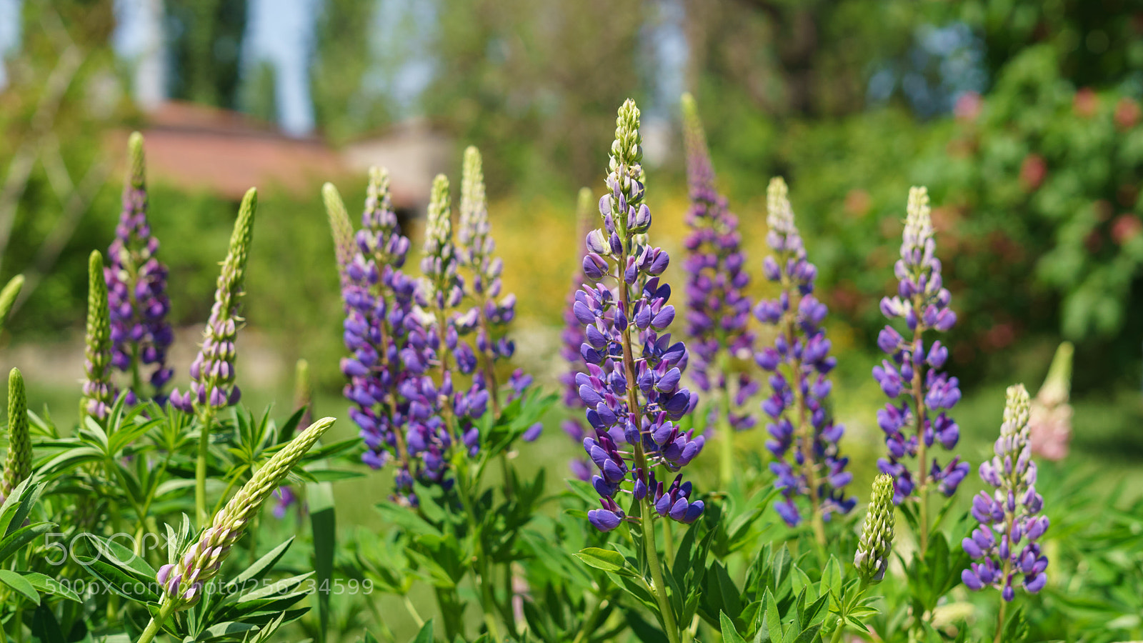 Sony a7 II sample photo. Dsc photography