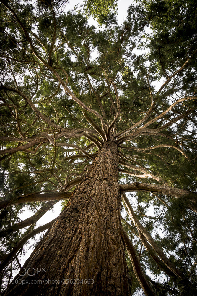Nikon D500 sample photo. Soultree photography