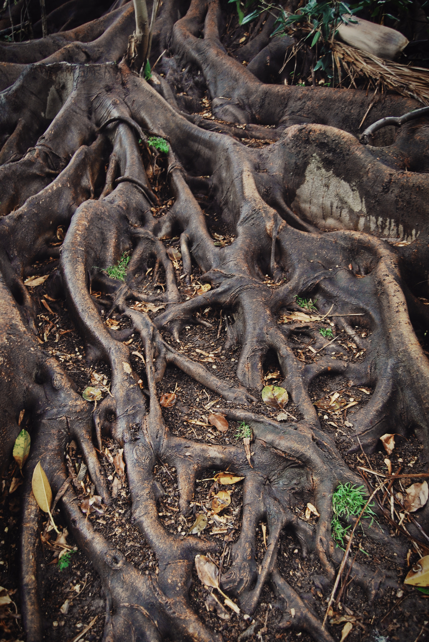 Nikon D40X sample photo. Roots photography