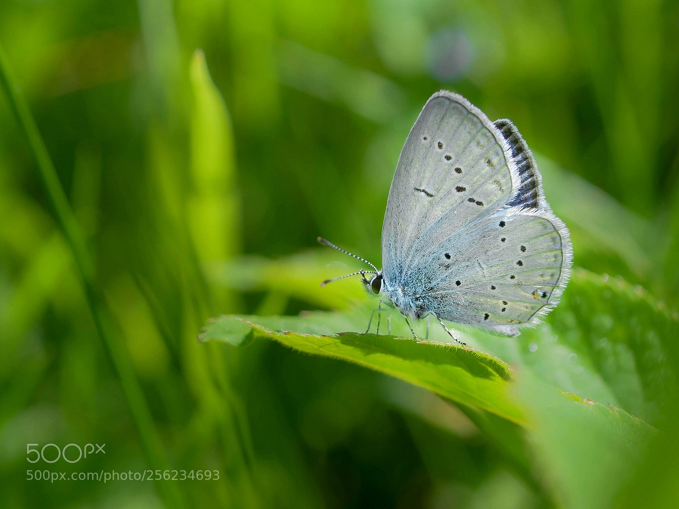 Olympus E-3 sample photo. Cupido decoloratus eastern short-tailed photography